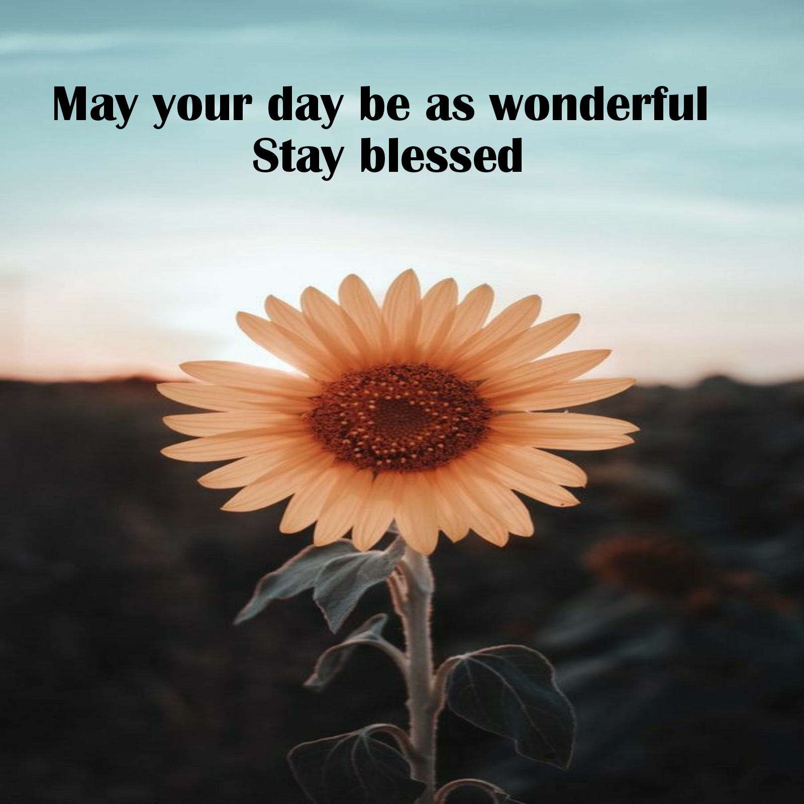 May your day be as wonderful  Stay blessed .आपका दिन मंगलमय हो, धन्य हो।