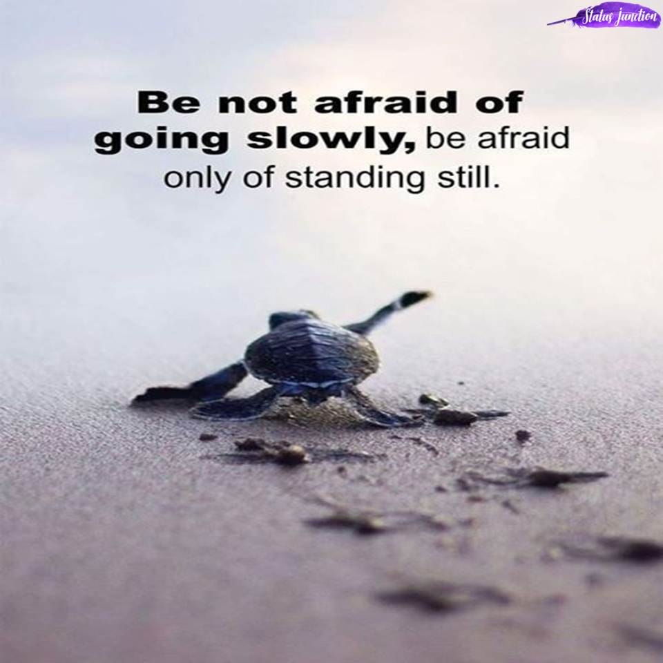 Be not afraid of going slowly, be afraid only of standing still.